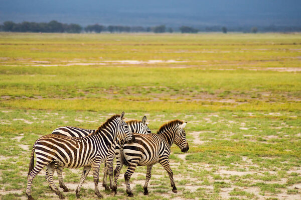 Several zebras grazing in the savannah of Amboseli Park in Kenya