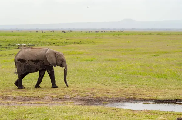 Enorme elefante aislado en el sendero en la sabana de Amboseli — Foto de Stock
