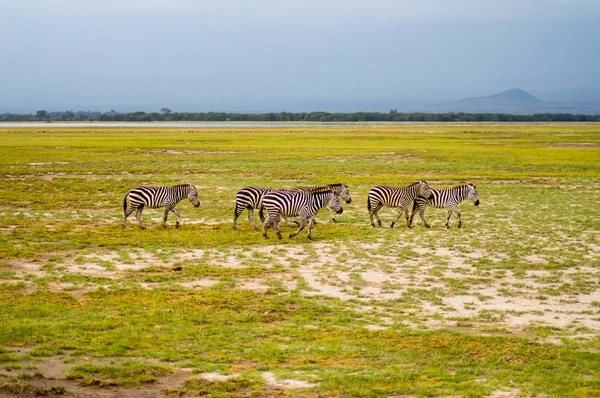 ケニアのアンボセリ公園のサバンナの放牧いくつかのシマウマ — ストック写真