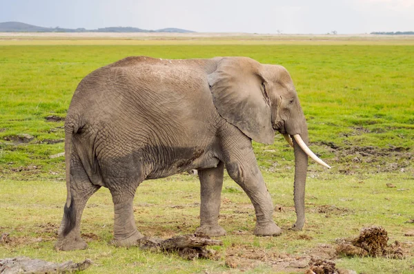 Enorme elefante aislado en el sendero en la sabana de Amboseli — Foto de Stock