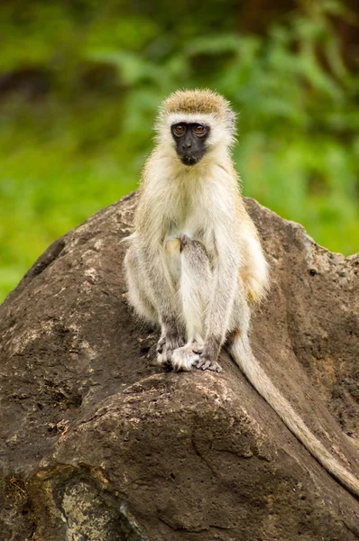 Singe vervet assis sur un rocher dans la savane du parc Amboseli — Photo