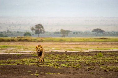 Eski aslan Kenya'daki Amboseli Park Savannah yürüyüş