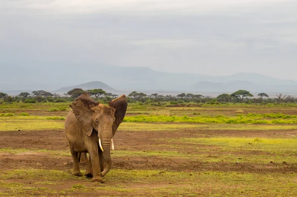Elefante con orecchie in avanti nella savana di Amboseli Park in K — Foto Stock