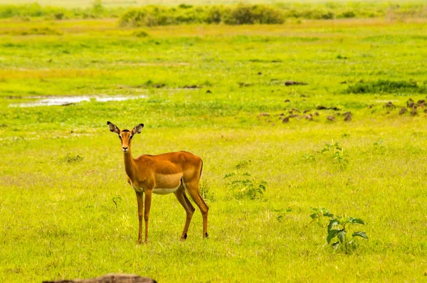 Impala izolovat v parku savannah prostý Amboseli v Keni — Stock fotografie