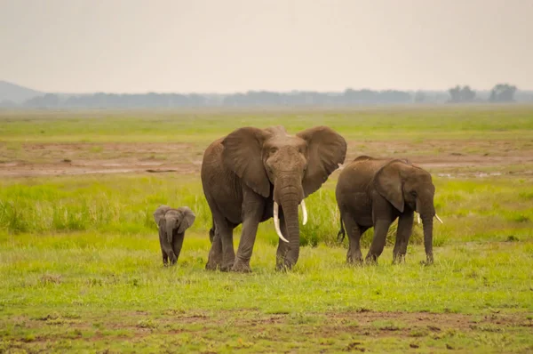 Vista frontal de elefante com seu filhote na savana de Amboseli Par — Fotografia de Stock