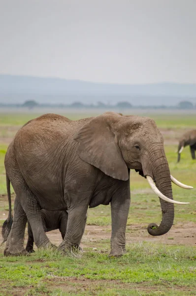 Elefante con orejas hacia adelante en la sabana del Parque Amboseli en K — Foto de Stock