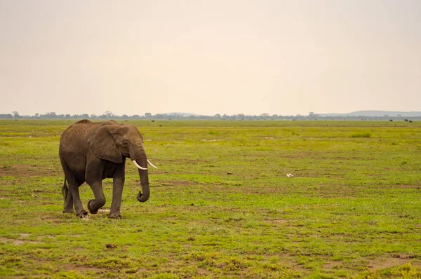 Huge elephant isolated on the trail in the savannah of Amboseli