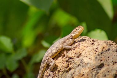 Amboseli parkta Savannah oyun yerleşimciler denilen kertenkele