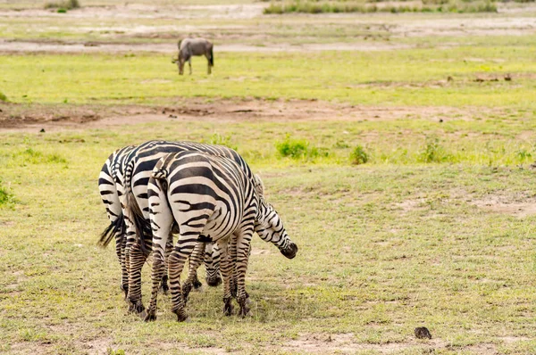 Tailless zebra scratching on the back of a conjenere in the sava