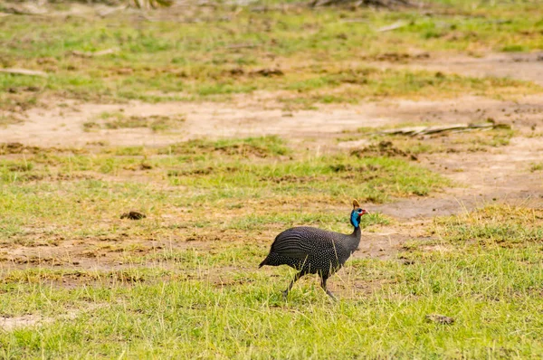 Vulturine pärlhöns på landsbygden i Amboseli parken i Ken — Stockfoto