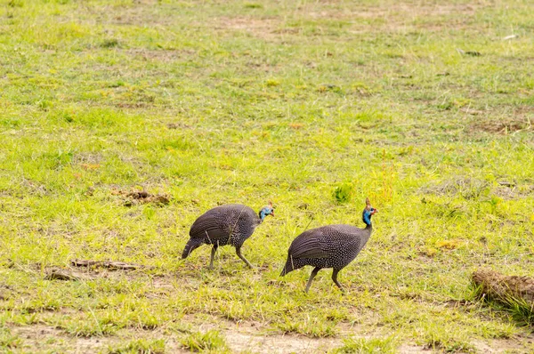 Två vulturine guinea höns på landsbygden i Amboseli parken jag — Stockfoto
