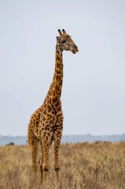 Savannah, Kenya Nairobi park izole zürafa