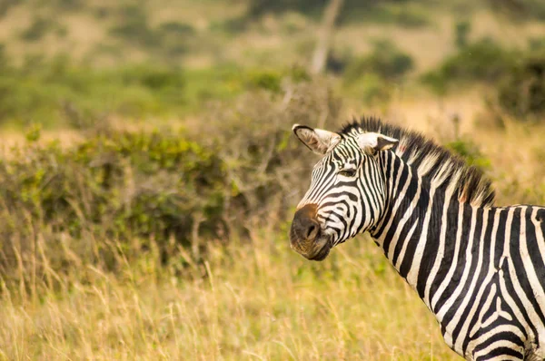 Zebra s ušima dolů a legrační mimikry v parku Nair — Stock fotografie
