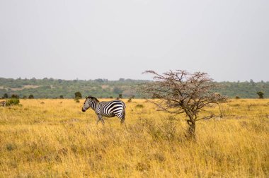 Savannah kırsal Ke Nairobi parkının izole zebra