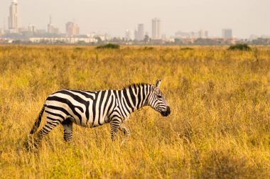Isolated zebra in the savannah countryside of Nairobi Park in Ke clipart