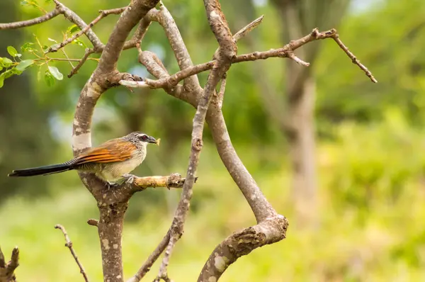 Burchell Cuckoo sentado em um ramo com uma borboleta em bico em — Fotografia de Stock