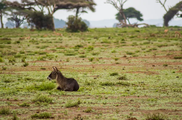 Vodušky v Amboseli Savannah parku v severozápadní Keni — Stock fotografie