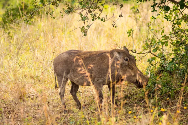 Phacochere isolato nella campagna della savana del Parco di Nairobi — Foto Stock