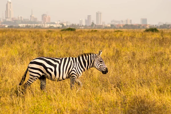 Geïsoleerde zebra in de savanne-landschap van Nairobi Park in Ke — Stockfoto