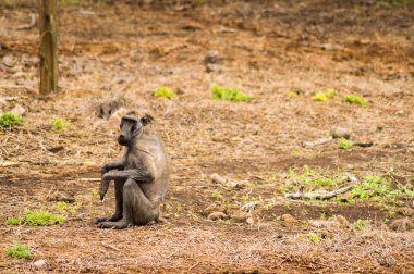 Amboseli Par savannah içinde oturan hasta ve tüysüz maymun