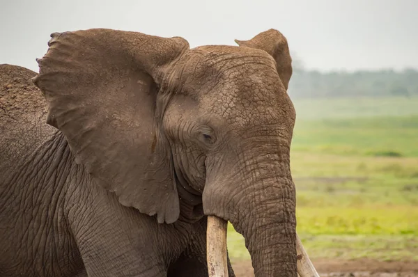 Elefante con orejas hacia adelante en la sabana del Parque Amboseli en K — Foto de Stock