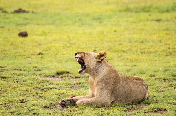 Lion couché dans l'herbe bâillonnant bouche grande ouverte dans la savane — Photo