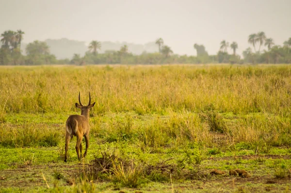 Waterbucks no Amboseli Savannah um parque no noroeste do Quênia — Fotografia de Stock