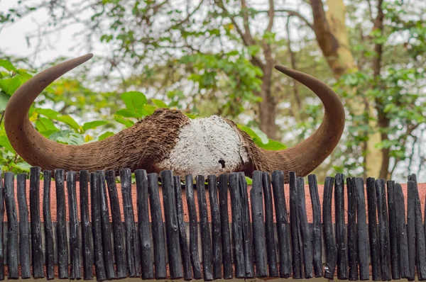 Buffalo horn drying laying on a wooden picket fence in Amboseli — Stock Photo, Image