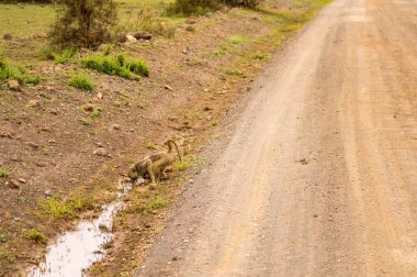 Babun azıyorum boyunca yolun Savannah Amboseli p