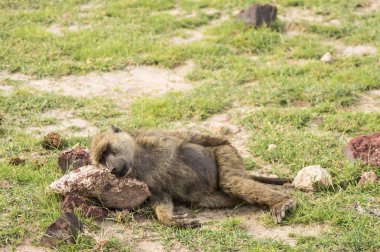 Savannah ülkede bir taş zemin kafasına babun yatıyordu