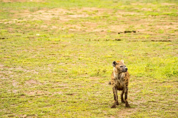 Hyena isoleren in de savanne vlakte van Amboseli Park in Kenia — Stockfoto