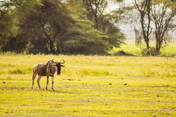 Gnus estáticos isolados na planície de Amboseli Par — Fotografia de Stock