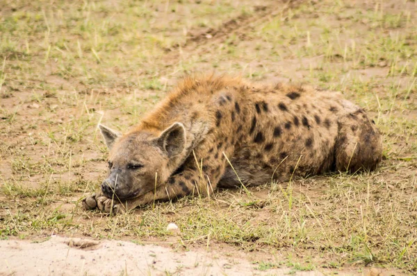 Hyena liggande på savannah landsbygden i Amboseli parken i Keny — Stockfoto