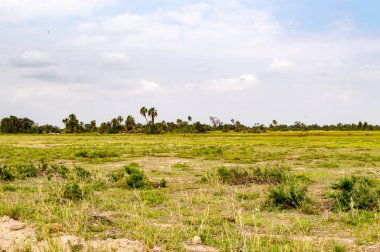 Eğrelti otları ve palmiye ağaçları Savannah ile çayır görünümü 