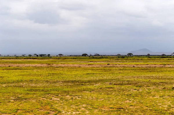 Utsikt över ängen i savann i Amboseli parken i Kenya — Stockfoto