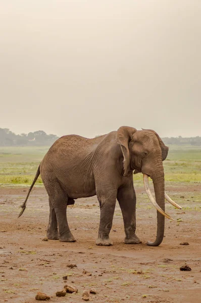 Riesenelefant isoliert auf dem Weg in die Savanne von Amboseli — Stockfoto