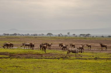 Antilop sürüleri Amboseliau Kenya savannah otlatma