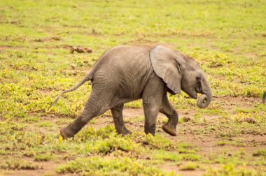 Savannah otlak Kenya'daki Amboseli Park'ta fil