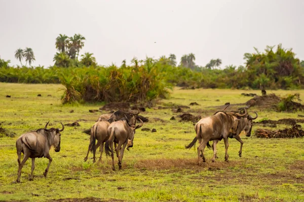 Manadas de ñus pastando en la sabana de Amboseliau Kenia —  Fotos de Stock