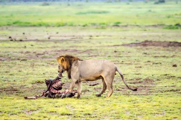 Viejo león frente a un cadáver de ñus en la sabana de —  Fotos de Stock