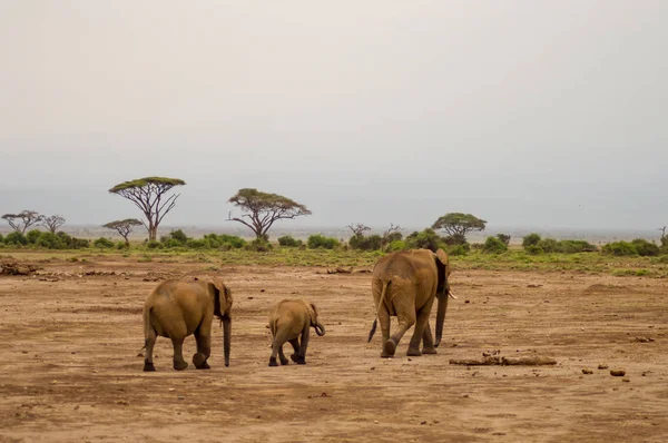 Elefante vista frontale con il suo cucciolo nella savana di Amboseli Par — Foto Stock