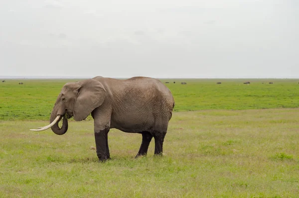 Olifant die helft ondergedompeld in de moerassen van Amboseli Park in Kenia — Stockfoto