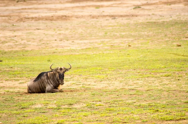 Wildebeest statico isolato nella savana pianura di Amboseli Par — Foto Stock