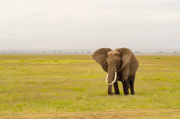 Mezzo elefante immerso nelle paludi del Parco Amboseli in Kenya — Foto Stock