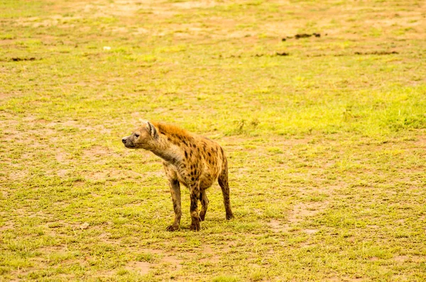 Hyänen isolieren sich in der Savannenebene des Amboseli-Parks in Kenia — Stockfoto