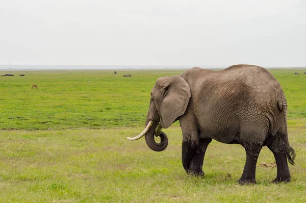 Elefante medio inmerso en las marismas del Parque Amboseli en Kenia — Foto de Stock