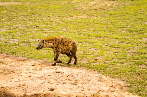 Hyena izolovat v parku savannah prostý Amboseli v Keni — Stock fotografie