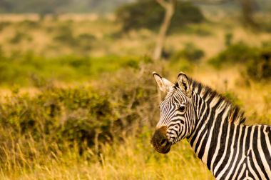 Savannah kırsal Ke Nairobi parkının izole zebra