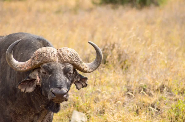 Nairobi parkta savannah kırsalında izole buffalo 
