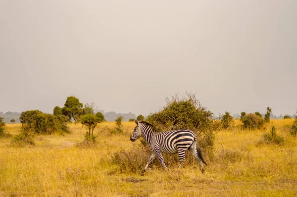 Zebra isolada no campo de savana de Nairobi Park em Ke — Fotografia de Stock